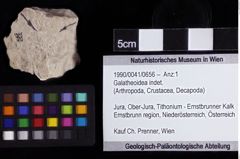 Foto (Objket + Etiketten) von Galatheoidea indet. 